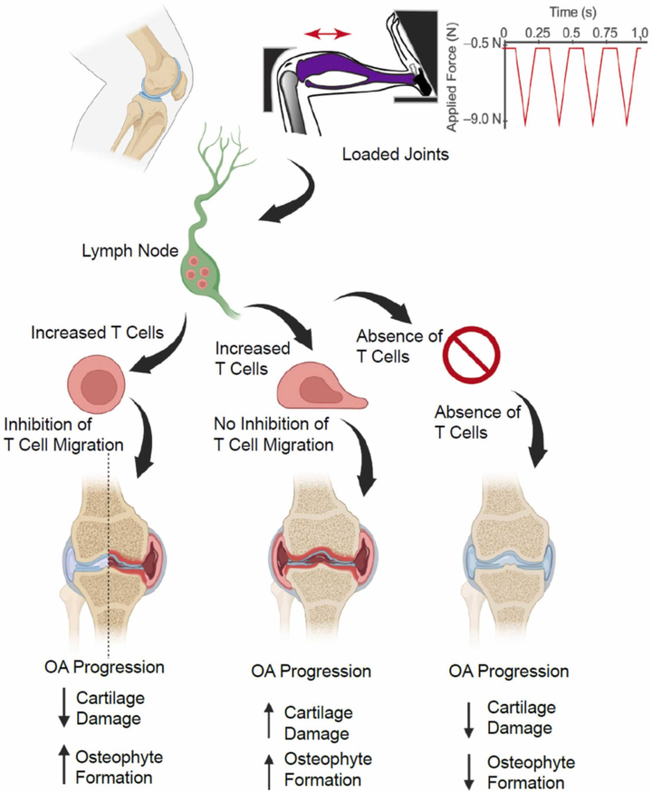關(guān)節(jié)機(jī)械負(fù)荷調(diào)節(jié)淋巴結(jié)中的 T 細(xì)胞以調(diào)控骨關(guān)節(jié)炎